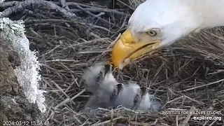 West End🦅And Then There Were THREE🐥🐥🐥Thunder Feeds Triplets🐠Bonking⚔Explore.org 2024-03-12