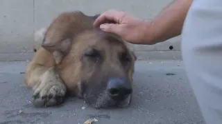 Парень просто погладил бездомную собаку, но то что сделал пёс не ожидал никто, это надо видеть