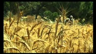 THE WHEAT HARVEST - Holy Land Kitchen Products
