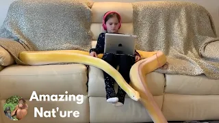 Little Girl Has Tea Parties With Her 16-Foot Python | AMAZING NATURE