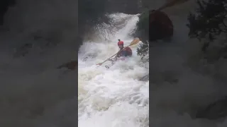 Kayaker vs. Gorse Bush! #shorts #kayaking #whitewater