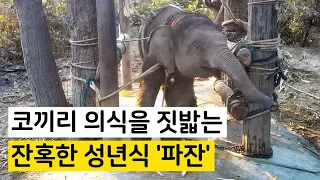 코끼리의 잔혹한 성년식, ‘파잔’을 아십니까? / The Brutal Coming-of-Age Ceremony of an Elephant, 'Phajaan' [ENG SUB]