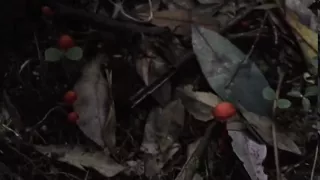 Real Yowie encounter in Blue Mountains NSW Australia