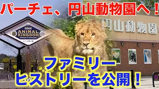 とくしま動物園のライオン パーチェが円山動物園へ！家族の歴史を徹底解説