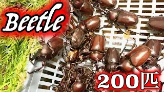 カブトムシうじゃうじゃフェスタ2019　A large number of Japanese rhinoceros beetles 【カブトムシ・クワガタムシ】