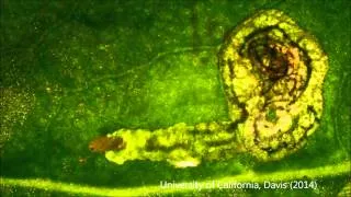 Leafminer Larva Emerging from Leaf