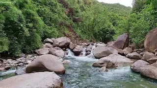 Beautiful Birds Chirping, Relaxing Stream Flowing over stones in the Andes Mountain Range