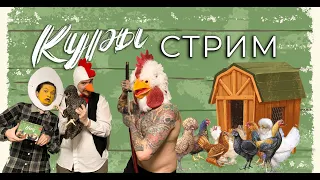 Разводим "Кур" в прямом эфире!