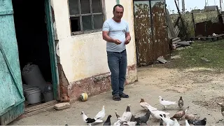 Соревнования голубей Дагестан! Голуби Камиля. Участник - 1 #pigeons #голуби #göyərçin #tauben