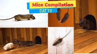 CATS TV - ULTIMATE Mice Compilation Game for Cats & Dogs - 4 HOURS