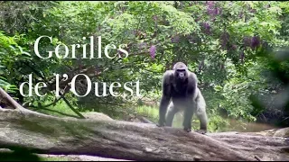 Gorille de l'Ouest - Épisode 4 - Projet Langoué