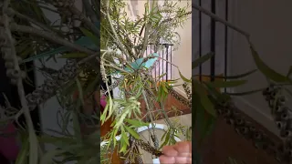 Parrot enrichment. Bottle brush tree trim time.