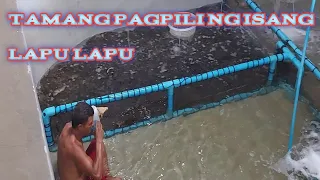 #lapulapu # grouper #fishfarming Tamang pag aalaga ng Lapu lapu || de grading