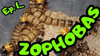 How to breed Zophoba morio effectively? Introduction and Generalities | Zophobas Breeding Ep1