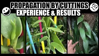 Vanilla Cutting Results & Best Tips Learned - Vanilla Orchid Propagation, How I did it!