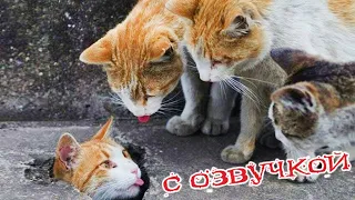 Приколы с котами с озвучкой! СМЕШНЫЕ КОТЫ! Самые смешные животные! #приколыскотами