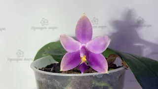 Орхидея фаленопсис Phal. Indigo Blue x Samera Blue