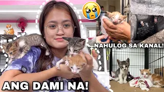 Rescued TWO more KITTENS From The Sewage! | NAHULOG SA KANAL! | Sai Datinguinoo