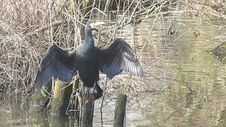 Cormorant in the Sun