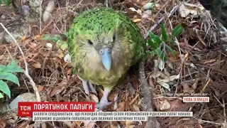 У Новій Зеландії намагаються вберегти від зникнення какапо, або совиного папугу