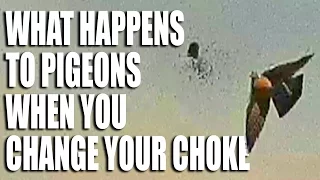 What Happens to Pigeons when you Change your Choke
