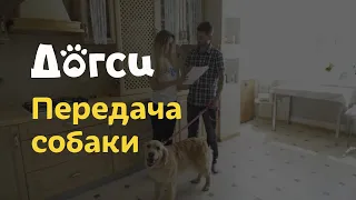 2. Инструкция догситтера Догси – Передача собаки / dogsy.ru