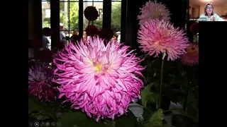 Community Gardening around the Village: Delightful Dahlias