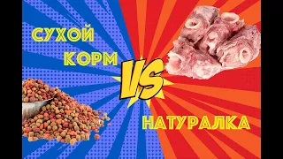 Переход с сухого корма на натуралку