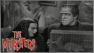 Traded Grandpa For A Squirrel? | The Munsters