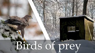 Bird of Prey in Woodland Hide || BIRD PHOTOGRAPHY, NIKON Z8