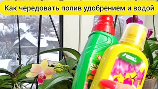 КОГДА ПОЛИВАТЬ орхидеи удобрениями и водой