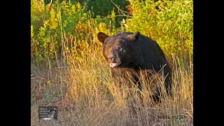 How a Bear Communicates/Talks.