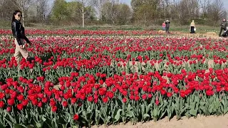 TULIPANI ITALIANI (TULIPS) IN ARESE ITALY,