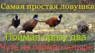 Как поймать фазана на рыболовную сеть 🐦 Поймал сразу ДВА 🐓 Ловушка порадовала 👍💪