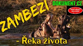 17 ZAMBEZI - Řeka života (DOKUMENT - Predátoři zblízka)