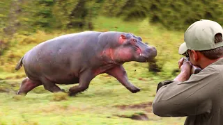 The ferocity of the hippopotamus against the hunter: he deserves the title of King of the Nile