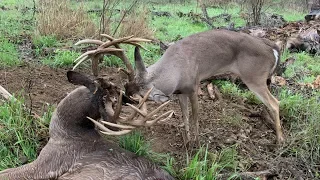 Two GIANT WHITETAILS With Locked Antlers - The Management Advantage