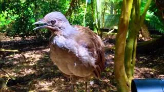 The Amazing Lyrebird: The Best Songbird! - طائرالقثارة أفضل طائر مغرد