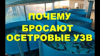 ПОЧЕМУ БРОСАЮТ ОСЕТРОВЫЕ УЗВ