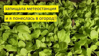 Купила метеостанцию для измерения температуры в теплице. Испытываю!