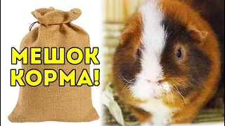 КУПИЛИ ОГРОМНЫЙ МЕШОК КОРМА ДЛЯ МОРСКИХ СВИНОК / SvinkiShow