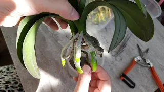 Новая орхидея Пересадка в систему без субстрата по запросу) Пересадка орхидеи фаленопсис корни