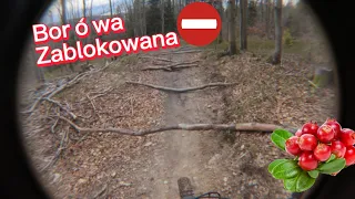 Borówa MAGURKA nieprzejezdna! Błądzimy za objazdem | Enduro Trails MTB Wilkowice