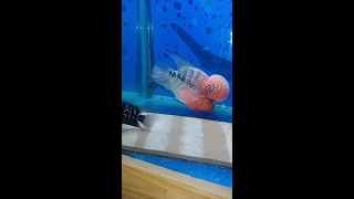 Imported flowerhorn breeding pair for sale