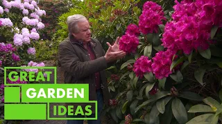 How to GROW Rhododendron's | GARDEN | Great Home Ideas