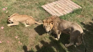 Завтрак львов-аристократов! Тайган. Lions in Crimea