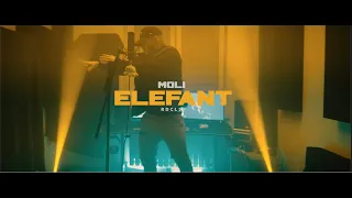 Moli - ELEFANT