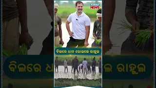 Rahu Gandhi Plants Paddy Among Farmers | Kanak News Shorts