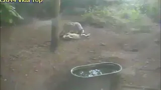 Mexican wolf shows how to do a proper stretch