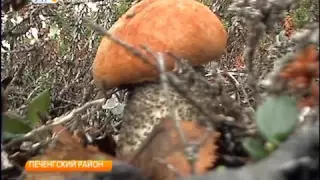 Новый вид грибов обнаружили в заповеднике Пасвик